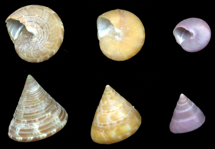 Calliostoma laugeri